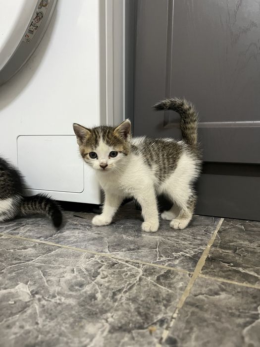 Отдам котят в хорошие руки