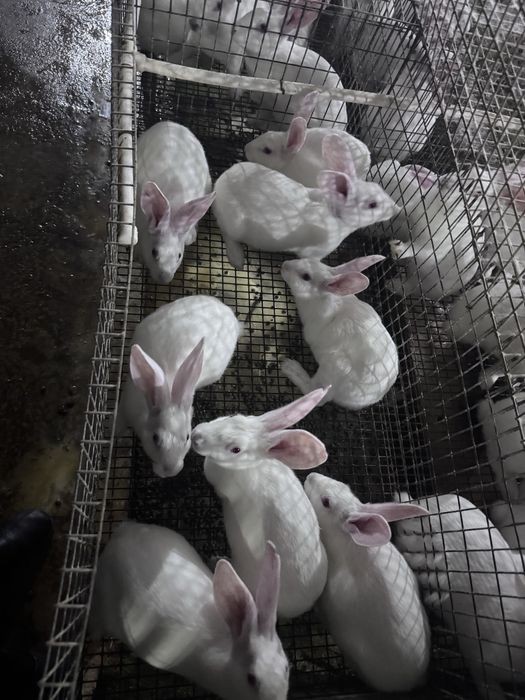 Sifatli Hikol quyonlari – nasl va boqish uchun