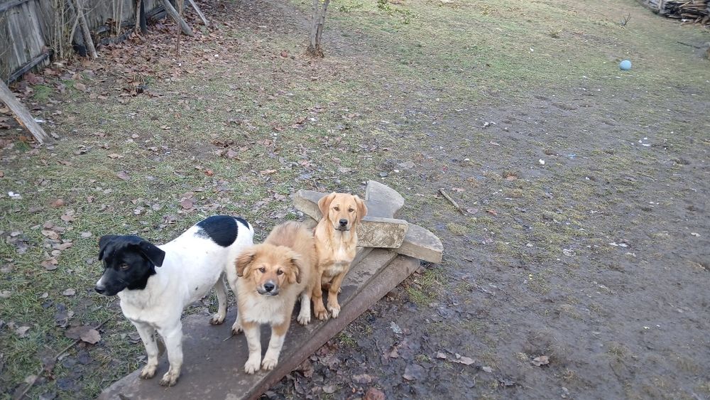 Donez 3  caini , talie mare, jud VN