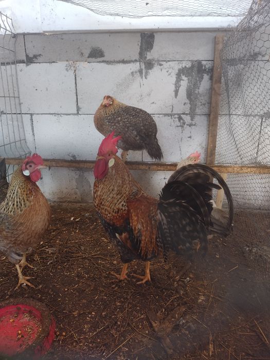 Пилета и яйца от много видове кокошки.Видин