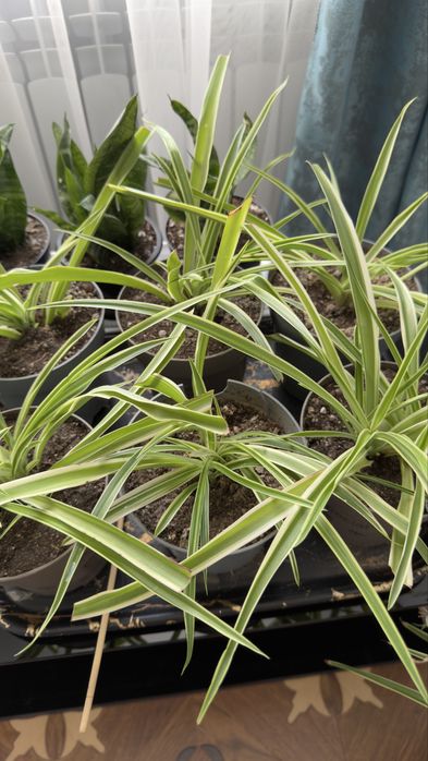 Хлорофитум