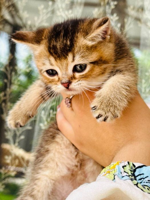 Skotish fold/straight (shinshilla/britan ) narxi Kelishiladi