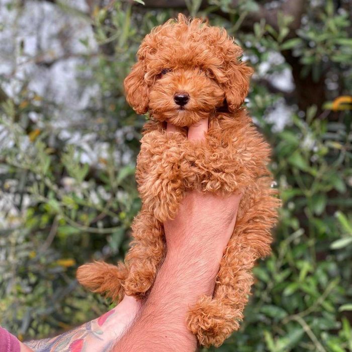 Счастье на долгие годы - той пудели от лучшего питомника Евразии