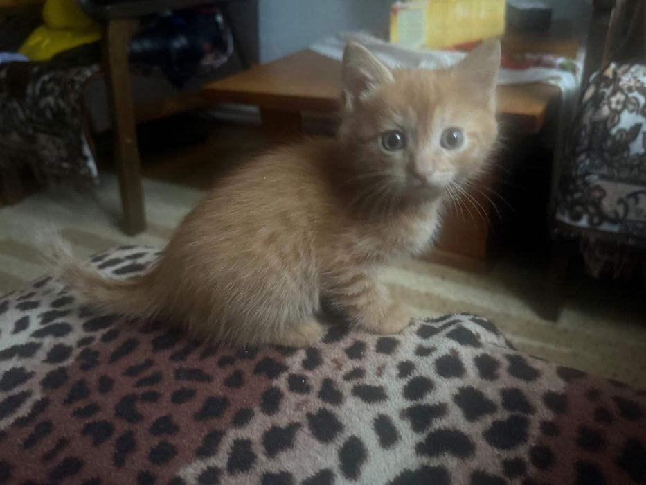 Отдам котенка в добрые руки!