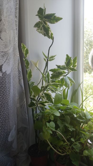 Комнатные растения