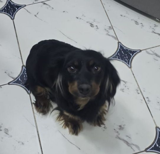 Отдам щенков бесплатно