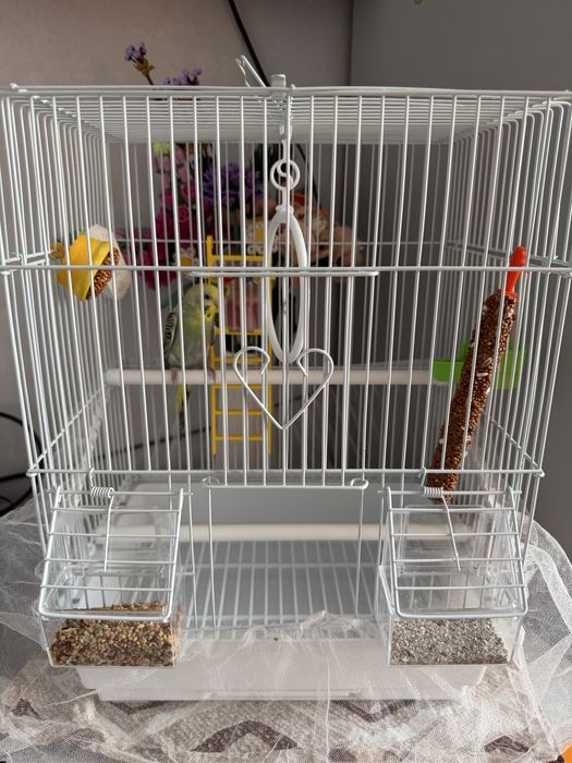 Продам попугая девочку с клеткой