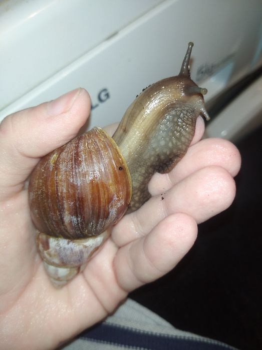 Ахатины разного размера.