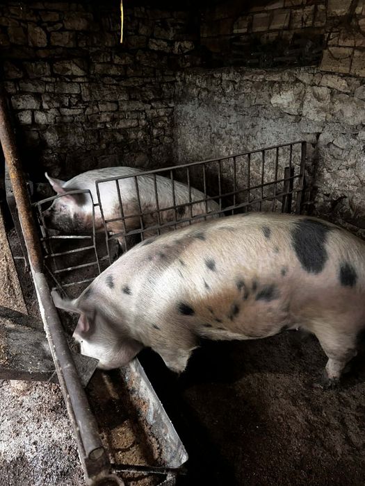 Продавам мъжко прасе