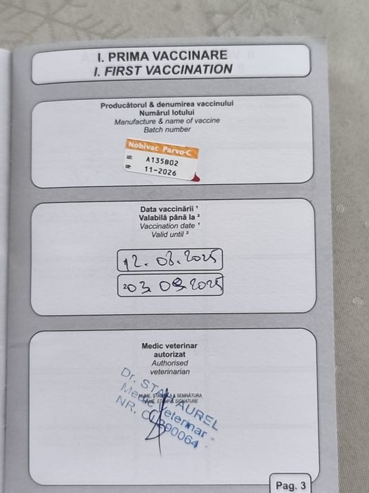 Cățelușa bichon jucausa