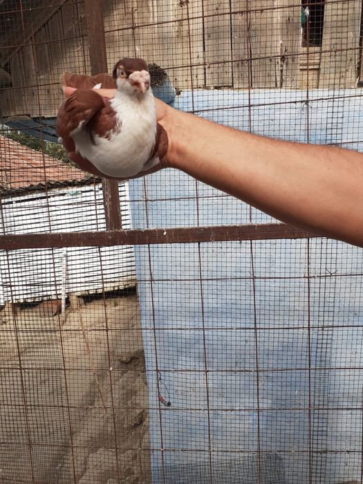 Jucatori galateni,baltati pe galben si pe rosu motati