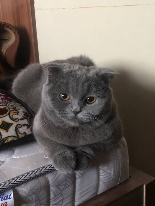 Продается Котики Scottish fold Mushuk