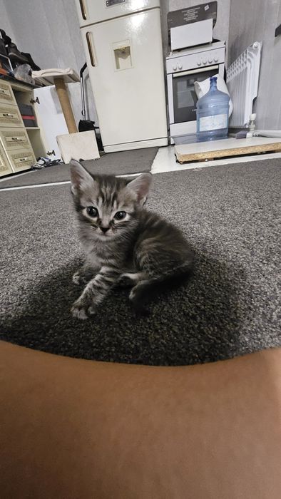 Котята в хорошие руки