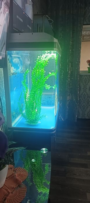 Аквариум аквариум