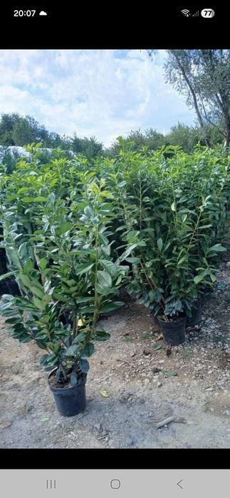 Vînd plante ornametale diferite mărimi