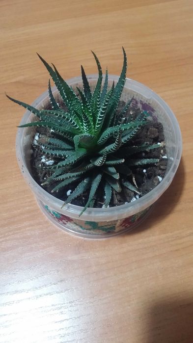 Хавортия комнатная