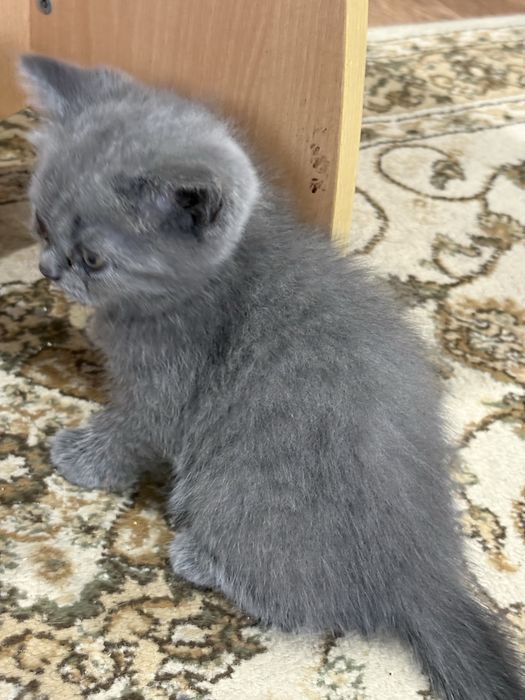 Пролам котенка британец