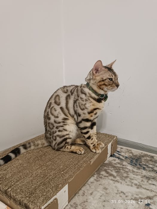 Bengal Вязка Бесплатно