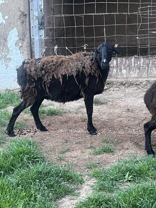 Семіз қой мен қозылы қой