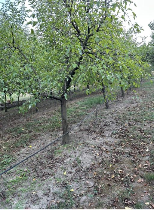 Vand livada sau loc de casa