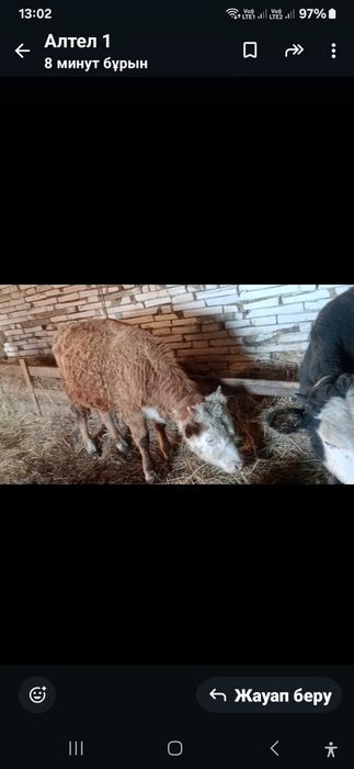 Бір жастағы қашар баспақтар сатылады