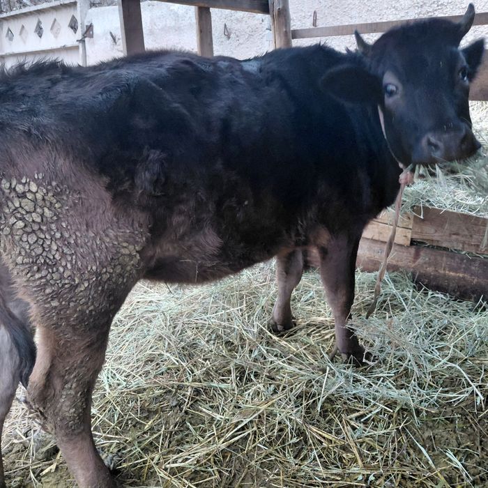 Не стельная тёлка