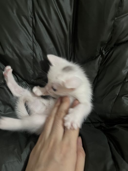 Кішкентай мысықтар сатылады