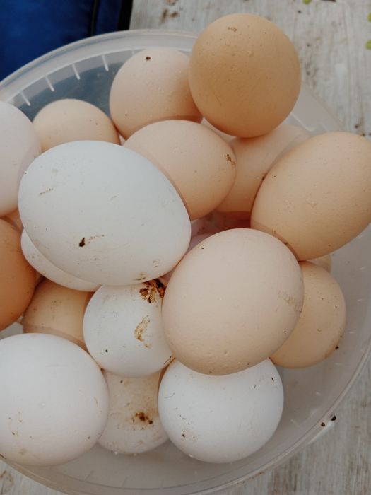Домашние куриные яйца