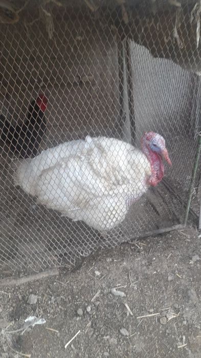 Kurka tezda sotiladi