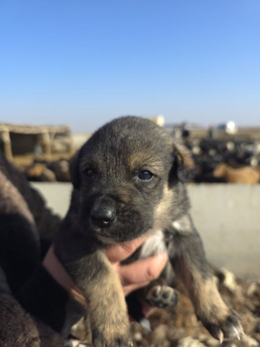 Zotdor cho'pon itlar