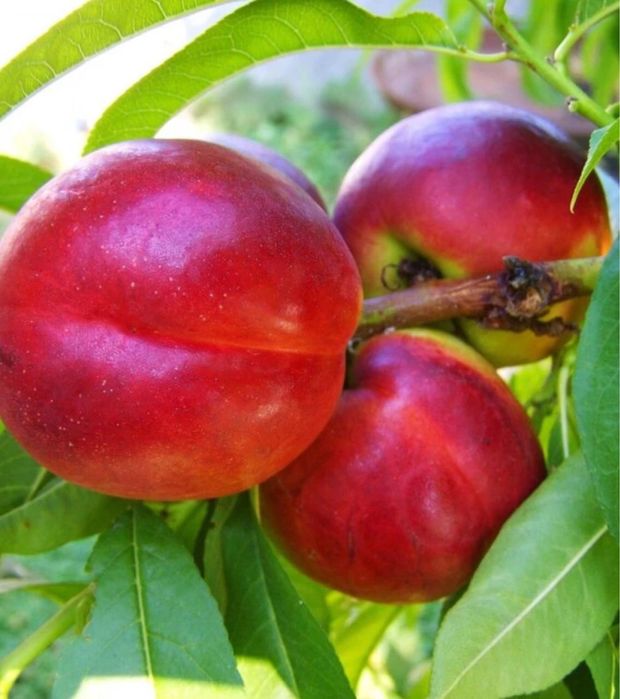 Pomi Fructiferi Altoiți anul 3 la Pepiniera Cătăplant