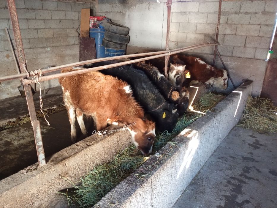 Бычки породистые