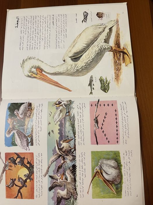 Две прекрасно иллюстрированные книги о природе на арабском языке.