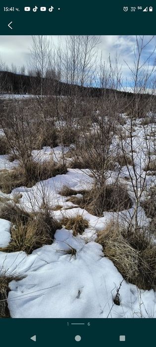 Бяла БРЕЗА - фиданки в контейнер и БОР в контейнер