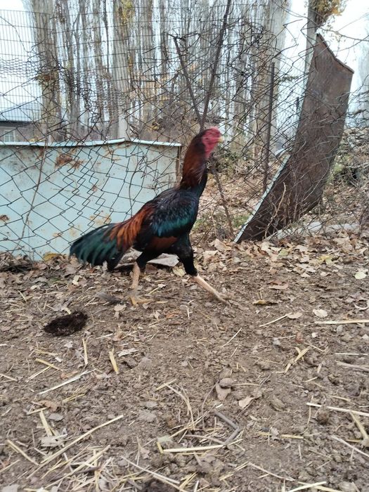 Хороз сотилади  зоти тоза