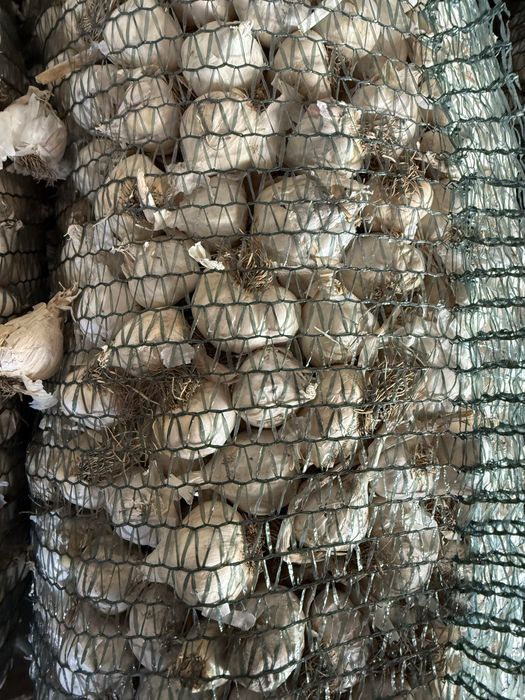 Vand usturoi romanesc oferta buna