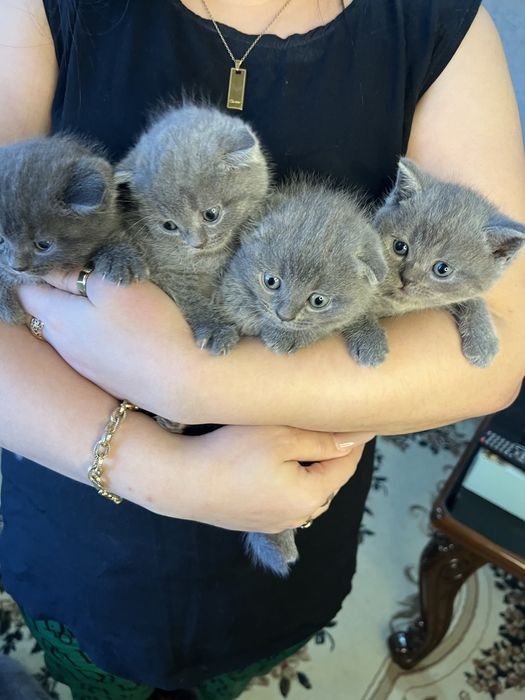 Котёнки 2 месяцные мальчики девочки