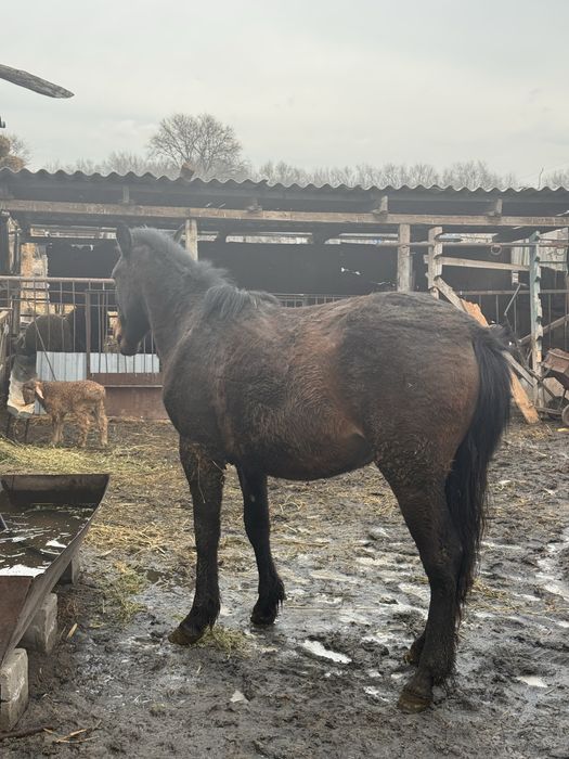 2 жасар жылкы семыз