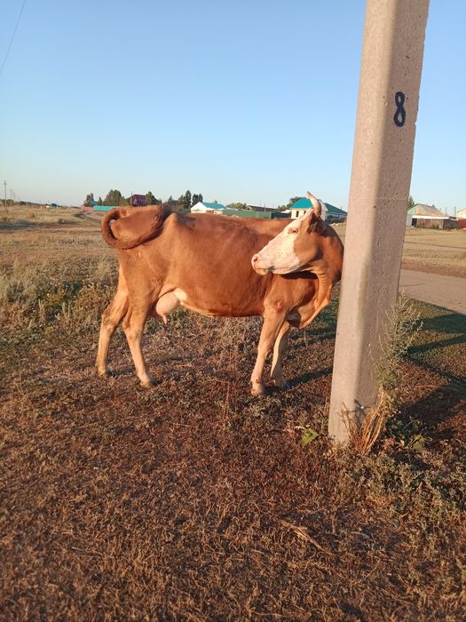 Жылқы, Сыер.бзау