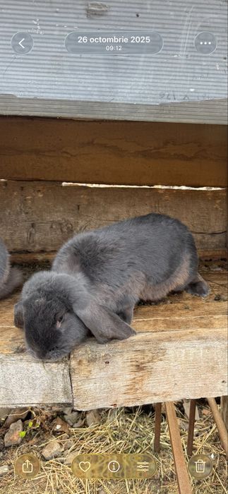 Iepuri Berbec German