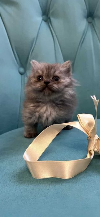 Котята Британские длинношерстные