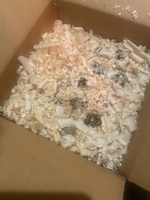 Pui si oua de incubat prepelita japoneza