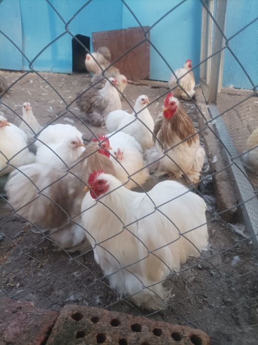 Мини кохин кокошки