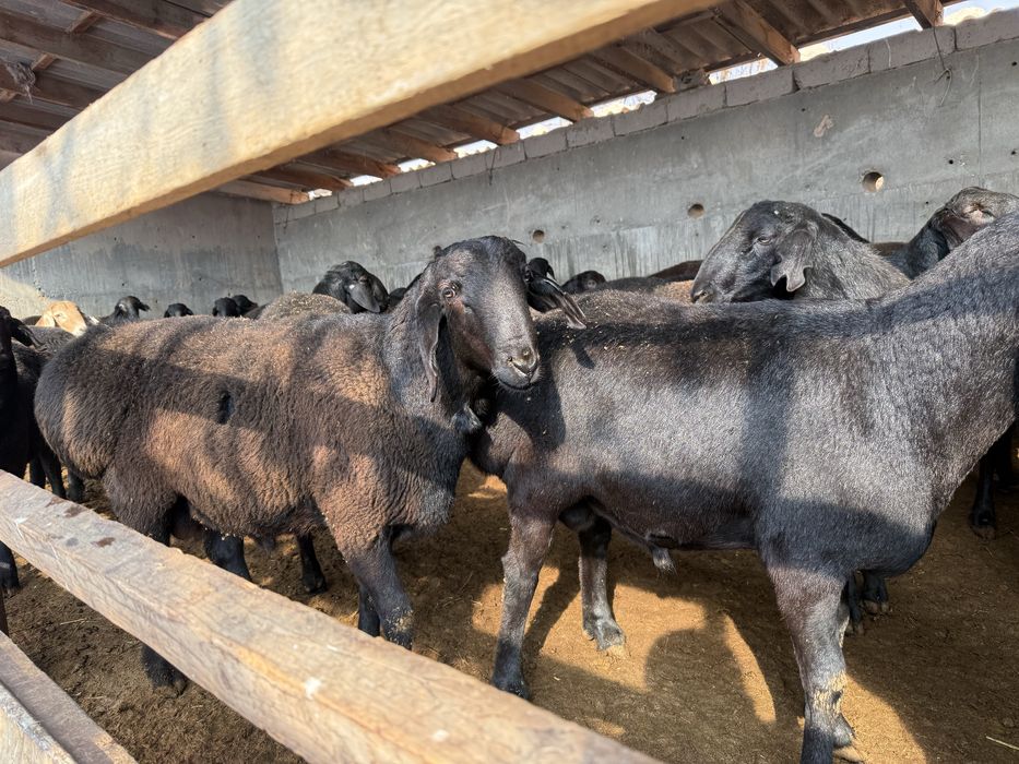 Qo’chqorlar sotiladi yoshga tolmagan hali