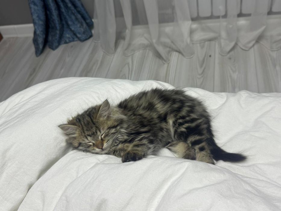 Кошка Персидский длинношерстый