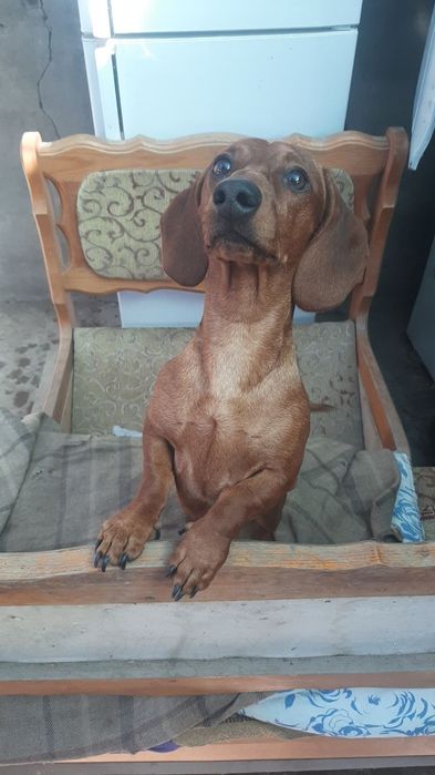 Щенок таксы подросток