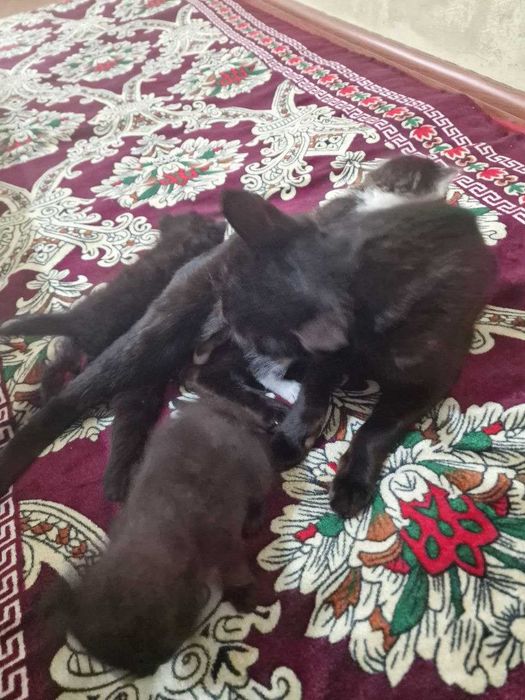 Mushukchalar sotiladi