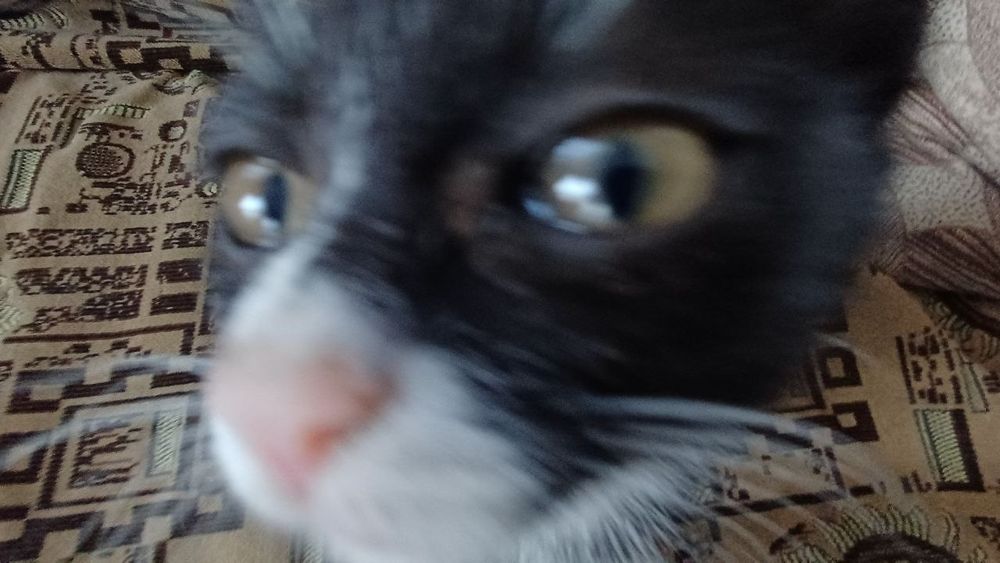 Крутые мимимишные котята