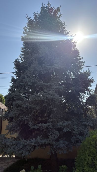 Голубая ель(Крупномер 10+м)