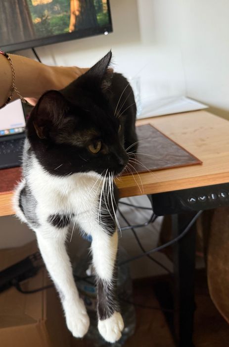 Женско коте, кастрирана, вакцинирана